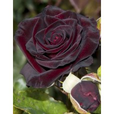 Чорна Королева (Black Queen)
